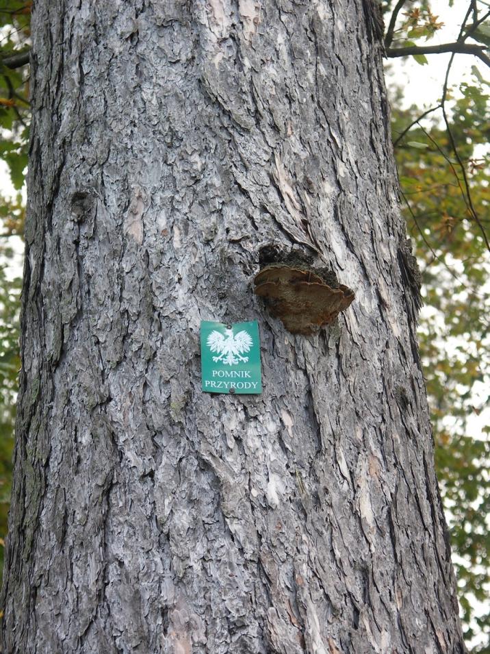 Pomnik&#x20;przyrody&#x2e;&#x20;Fot&#x2e;&#x20;Paweł&#x20;Tomasiak