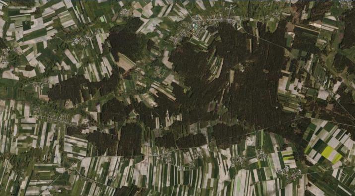 Zdjęcie lasy wśród gruntów