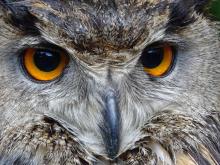 Usłysz, co w lesie huczy