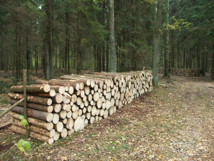 Fot. Maciej Wójcicki