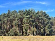 Nadzór nad lasami niepaństwowymi