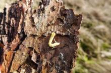 Chojnowscy leśnicy alarmują: sosny masowo zamierają